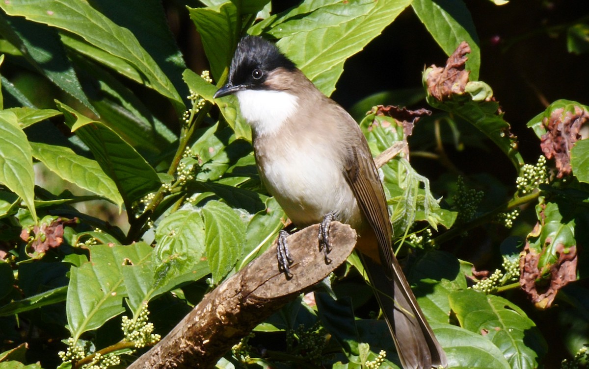 Brown-breasted Bulbul - ML205146631