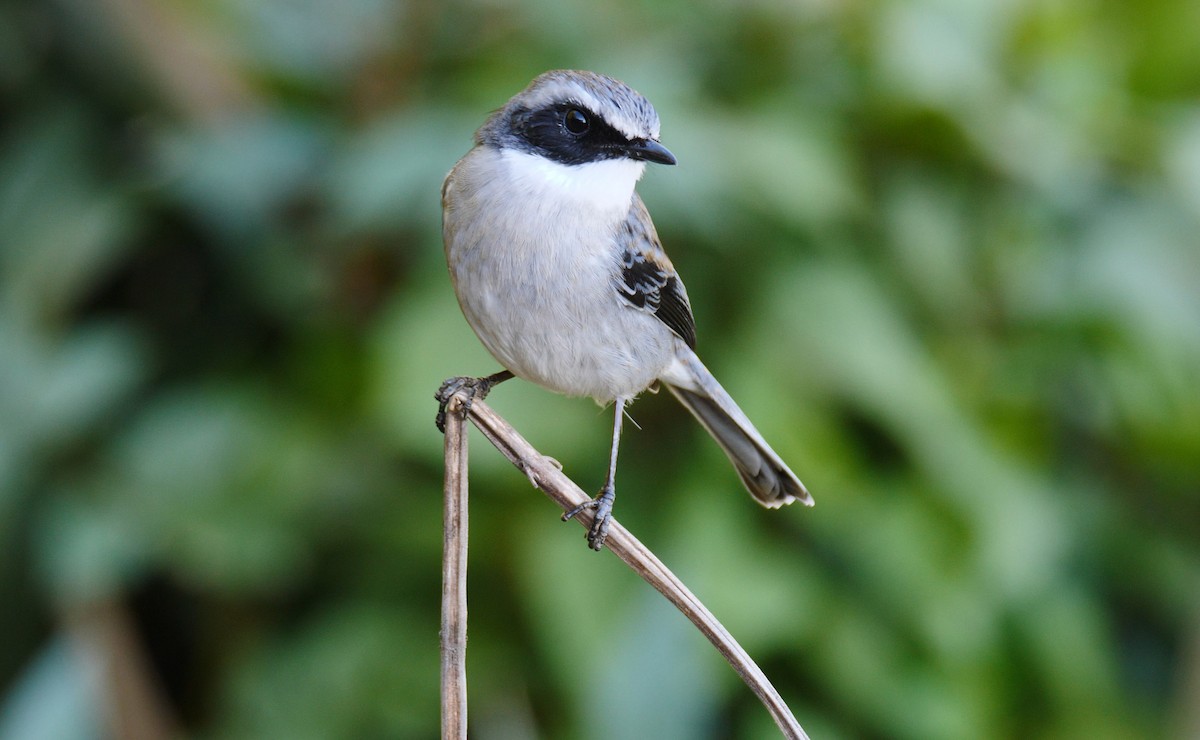 Gray Bushchat - ML205146641