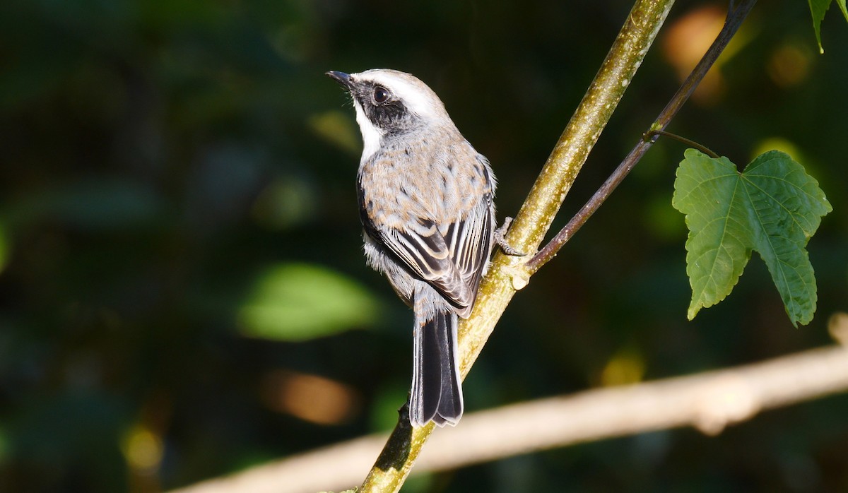 Gray Bushchat - ML205146651