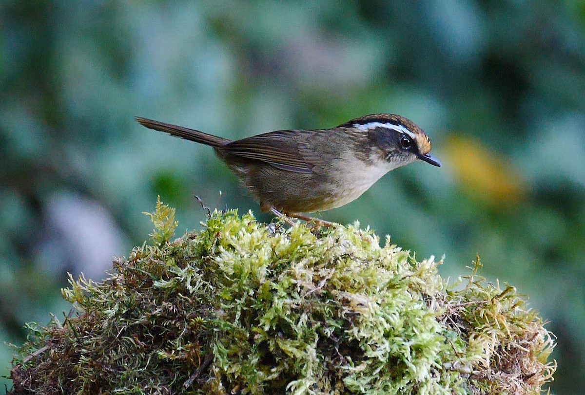 Rusty-capped Fulvetta - ML205146681