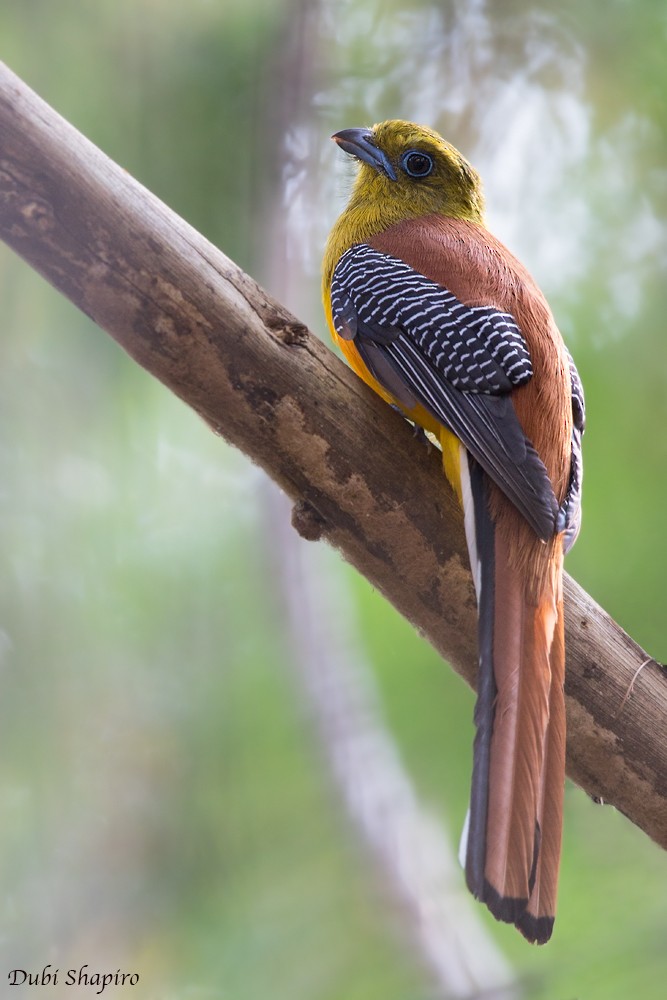 Orange-breasted Trogon - Dubi Shapiro