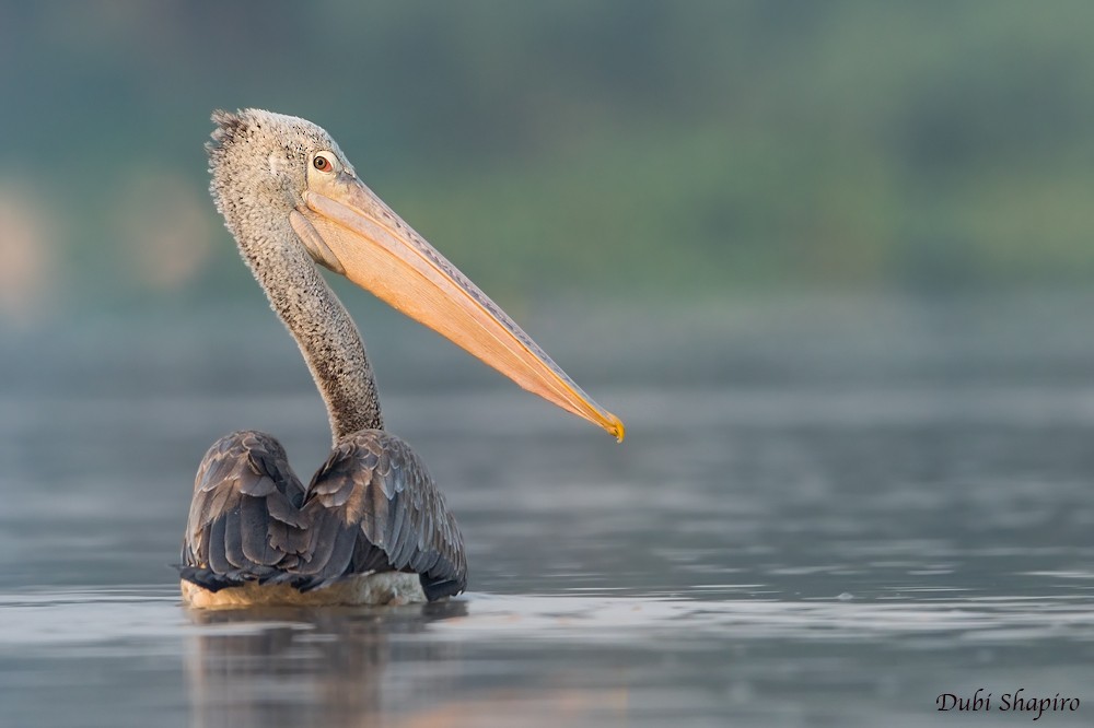 Spot-billed Pelican - ML205146811