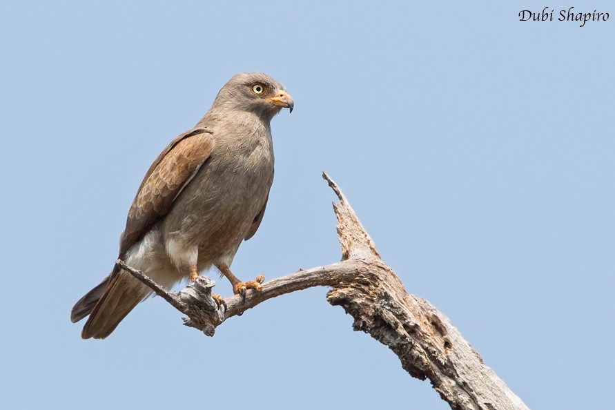 Rufous-winged Buzzard - Dubi Shapiro
