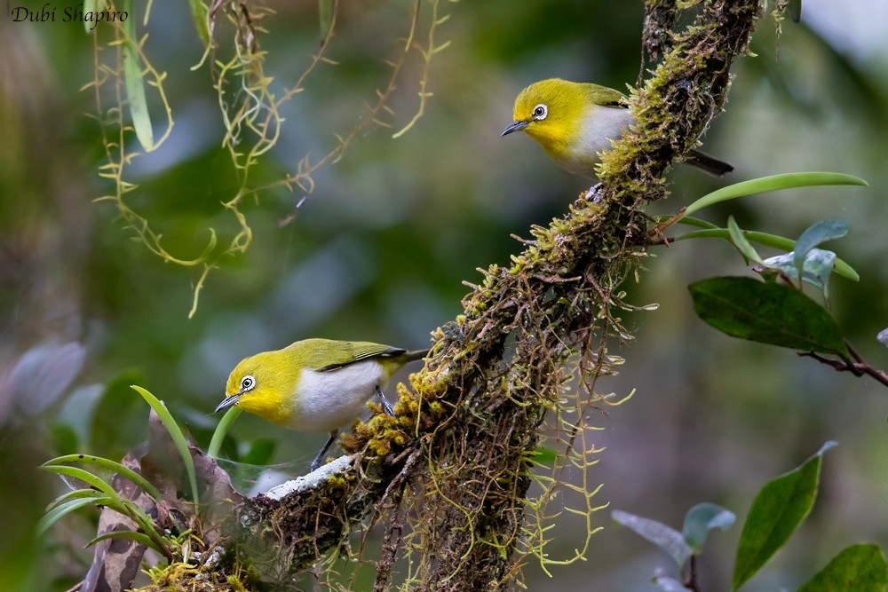 Warbling White-eye - ML205146921