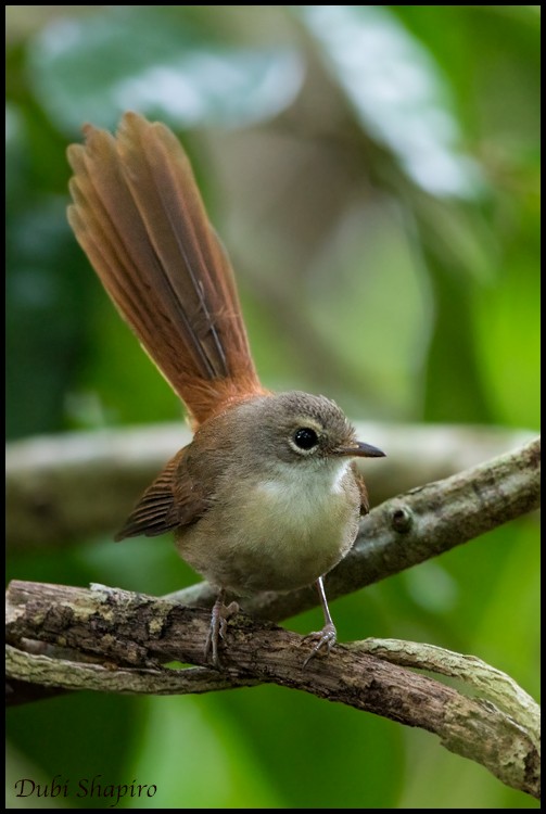 Long-tailed Fantail - ML205146971