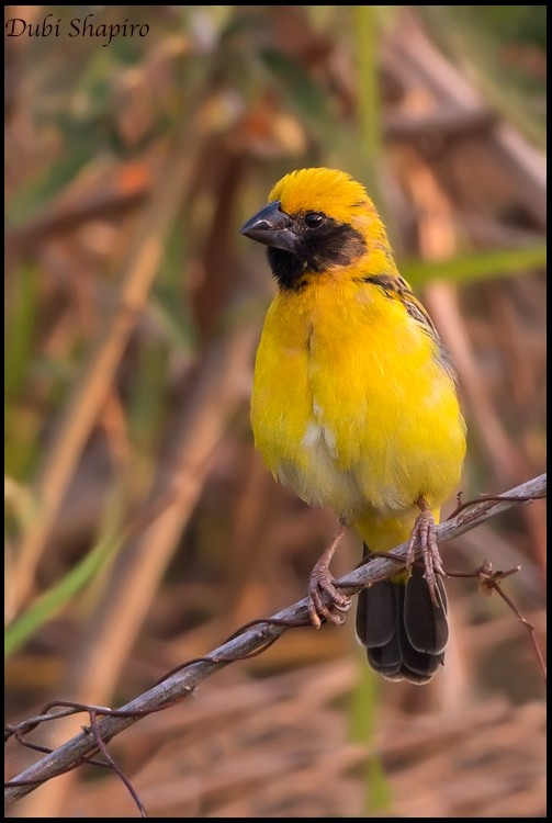 Asian Golden Weaver - ML205147011