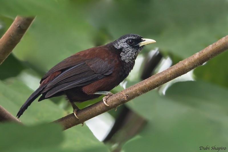 Capuchin Babbler - Dubi Shapiro
