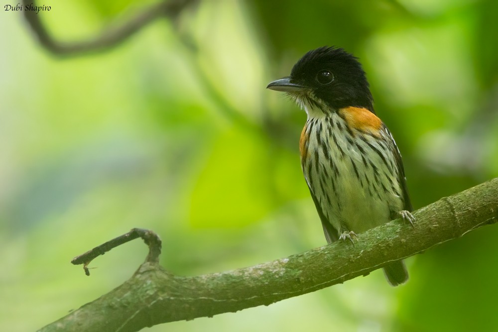 Rufous-sided Broadbill - ML205147261