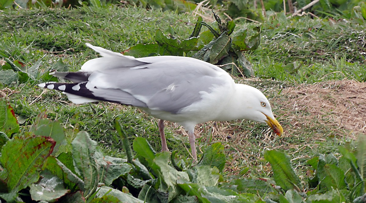 Herring Gull (European) - ML205147681