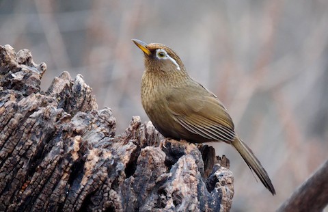 Chinese Hwamei - Garrulax canorus - Media Search - Macaulay