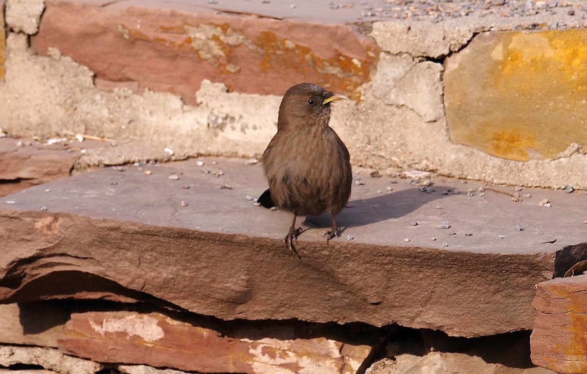 Pere David's Laughingthrush - Josep del Hoyo