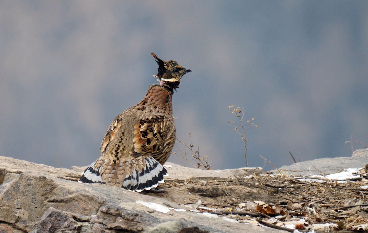 Koklass Pheasant - ML205147981