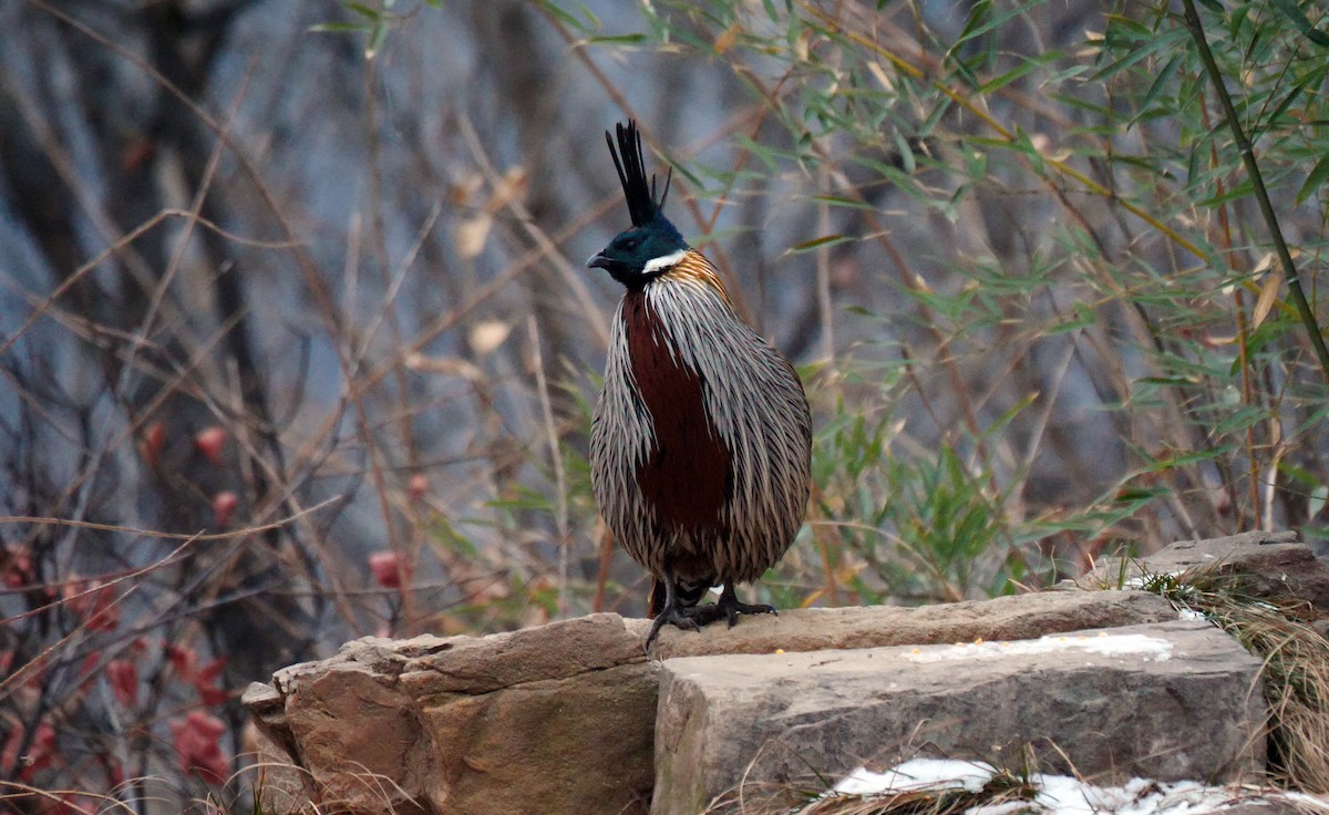 Koklass Pheasant - ML205147991