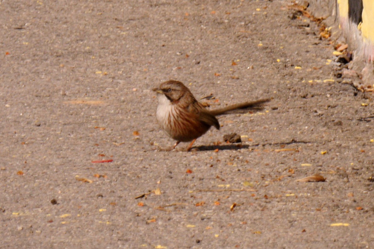 Beijing Babbler - Josep del Hoyo