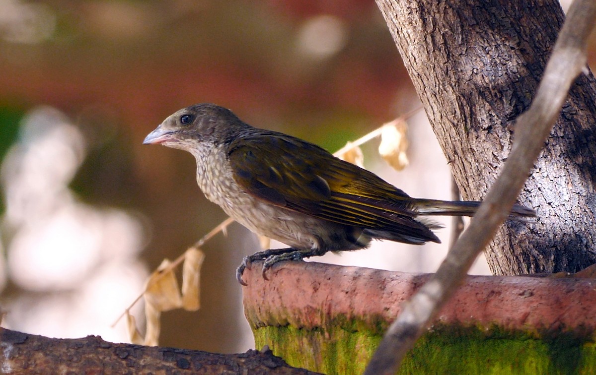 Spotted Honeyguide - ML205148071