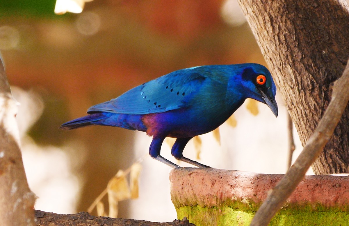 Bronze-tailed Starling - ML205148091