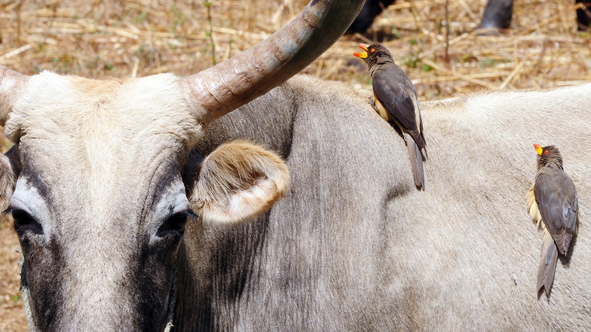 Yellow-billed Oxpecker - ML205148171