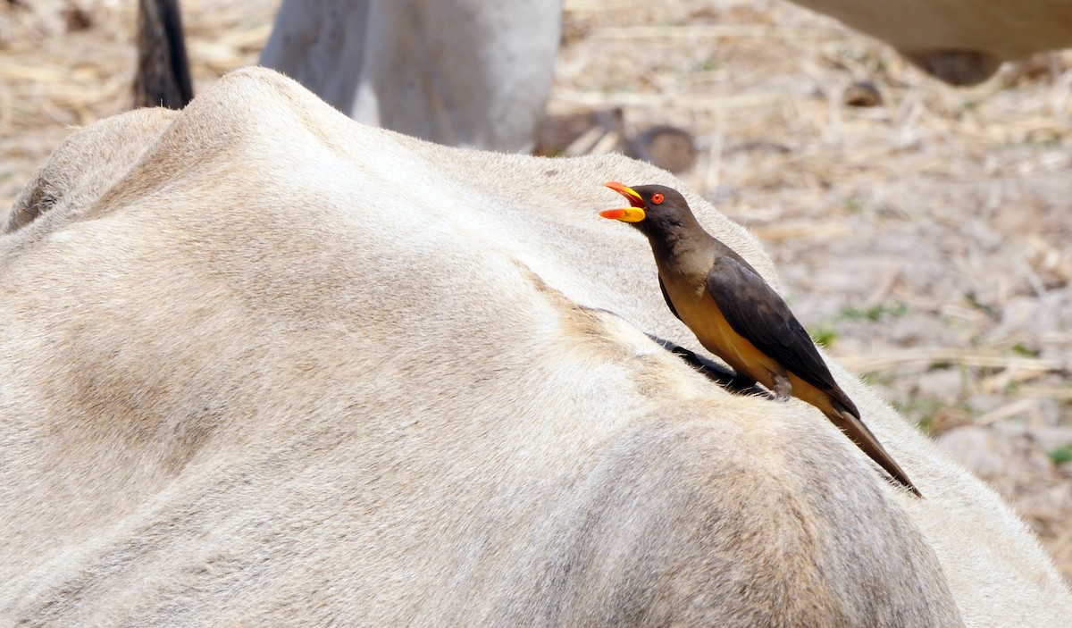 Yellow-billed Oxpecker - ML205148181