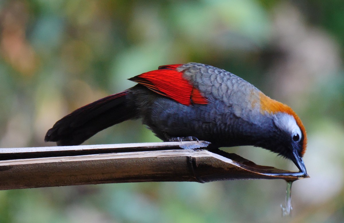 Red-tailed Laughingthrush - ML205148231