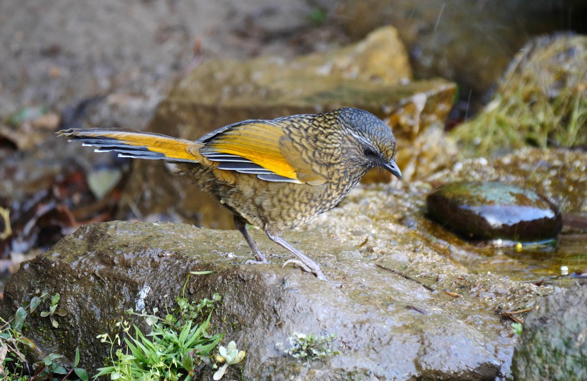 Scaly Laughingthrush - ML205148241