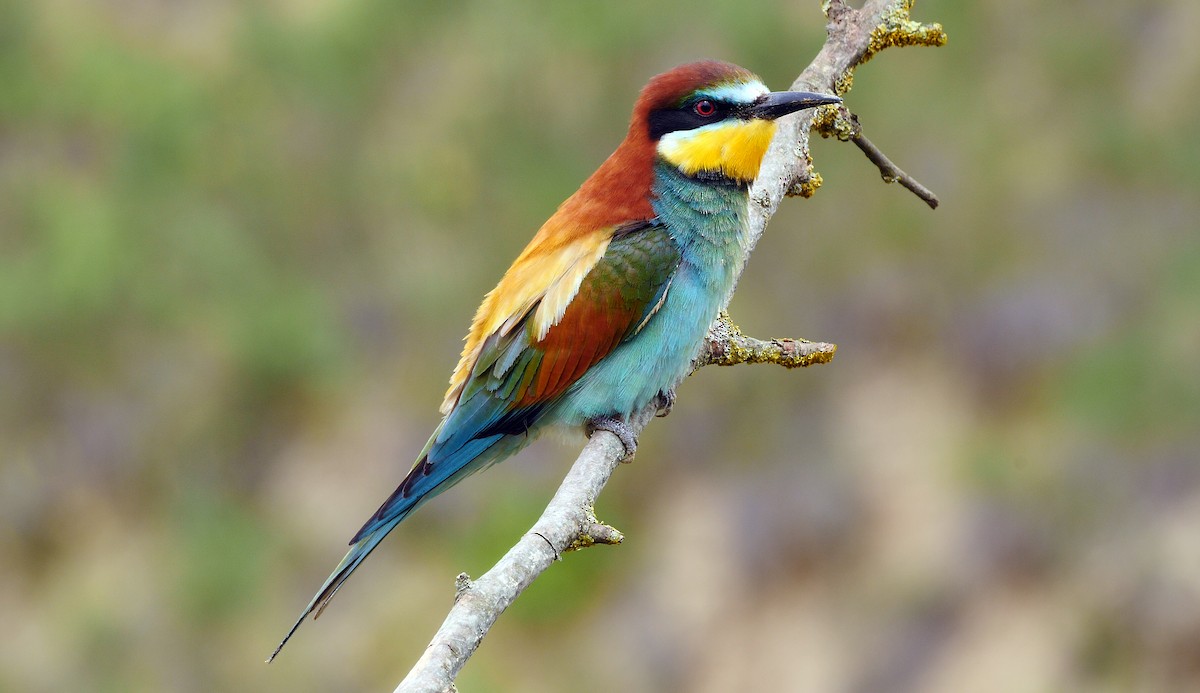 European Bee-eater - Josep del Hoyo