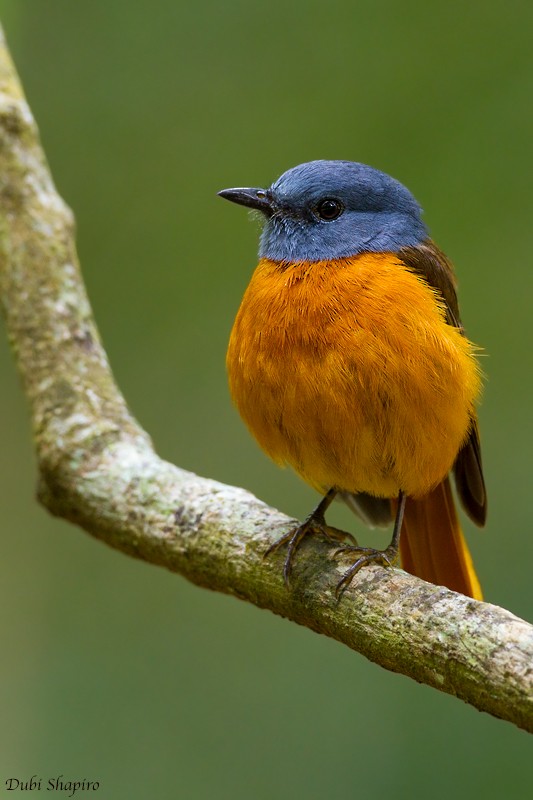 Amber Mountain Rock-Thrush - ML205148461