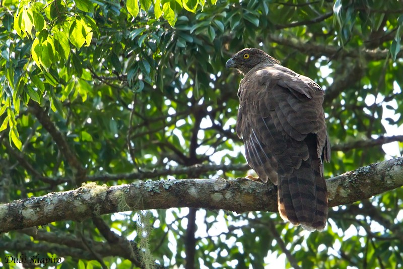 Madagascar Serpent-Eagle - Dubi Shapiro