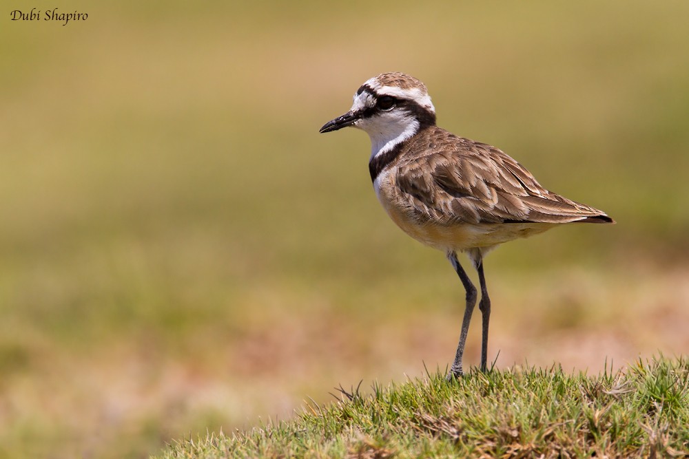 Madagascar Plover - ML205148591