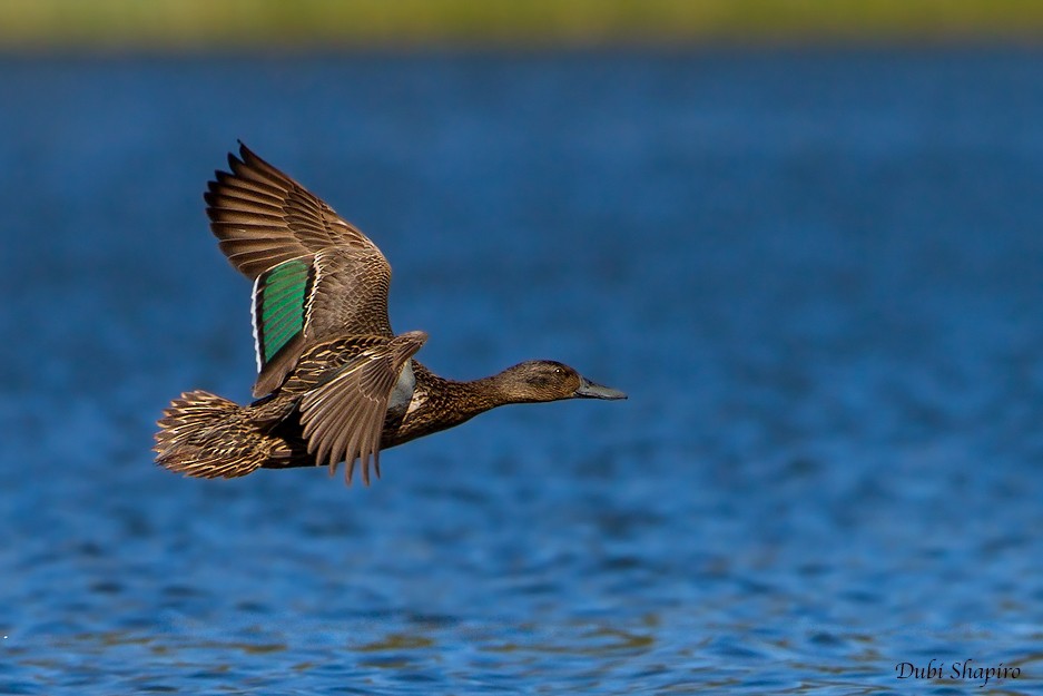 Canard de Meller - ML205148661