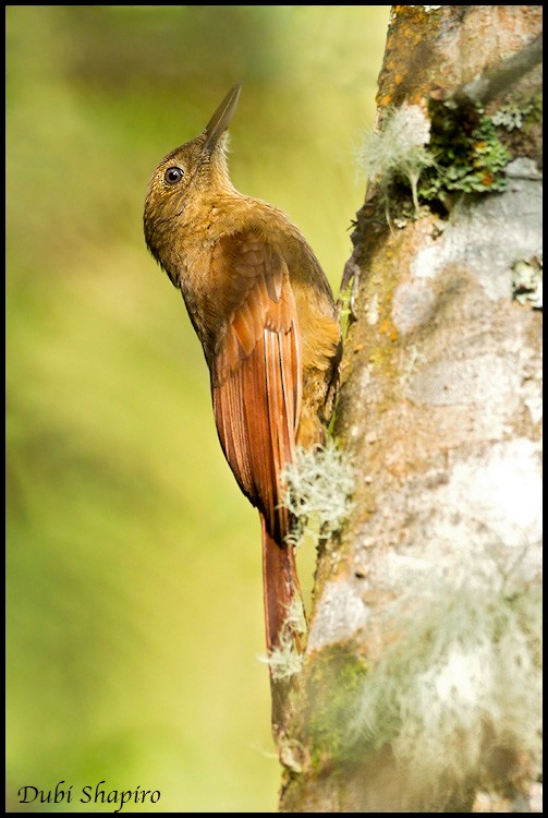 Tyrannine Woodcreeper - Dubi Shapiro