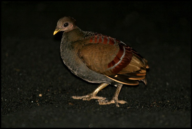 Moluccan Megapode - ML205148761