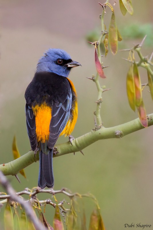 Tangara Naranjera (grupo bonariensis) - ML205148841