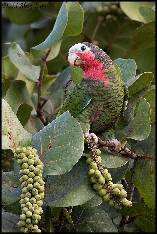 Cuban Parrot - ML205148901