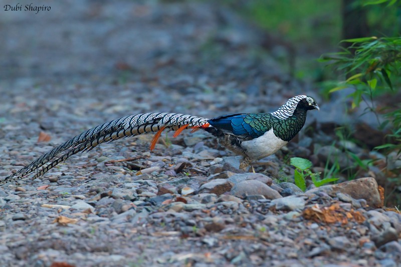 Lady Amherst's Pheasant - ML205148971