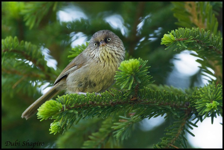 Chinese Fulvetta - Dubi Shapiro