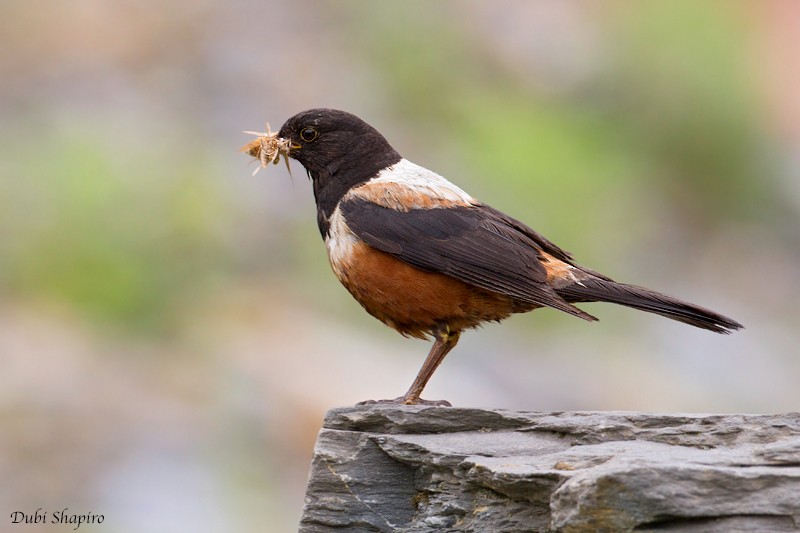 White-backed Thrush - ML205149021