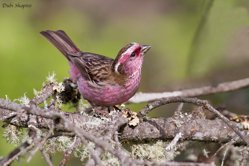 Chinese White-browed Rosefinch - ML205149051