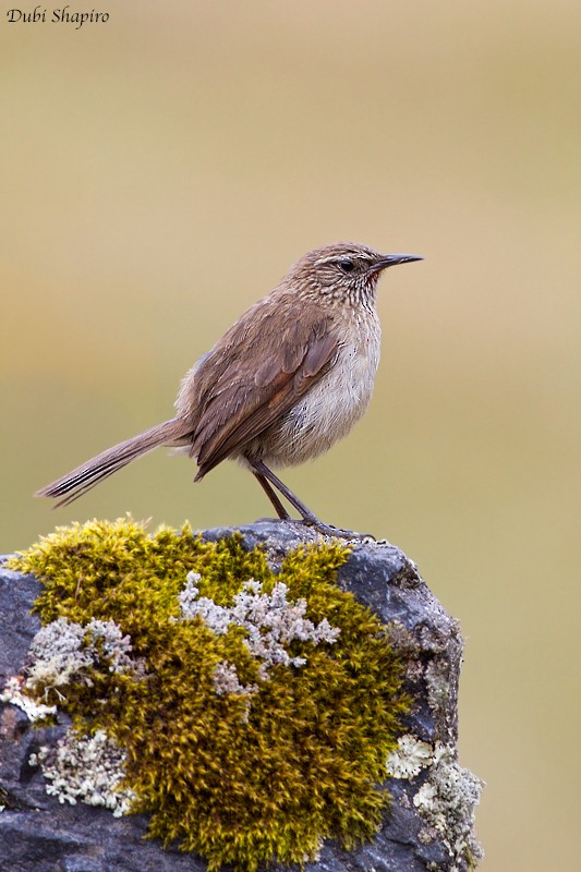 Streak-throated Canastero - Dubi Shapiro