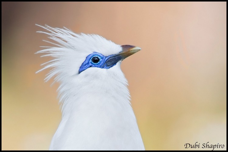 Bali Myna - Dubi Shapiro