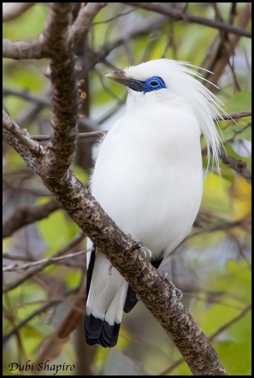 Bali Myna - Dubi Shapiro