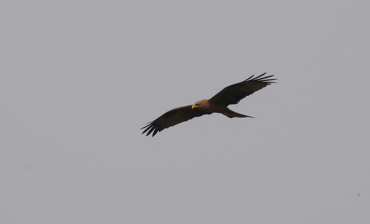 Black Kite (Yellow-billed) - ML205149441