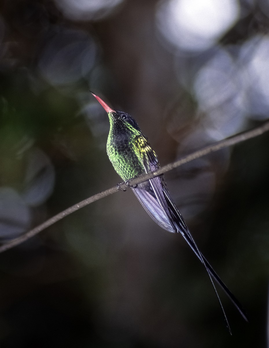 kolibřík červenozobý - ML205149481