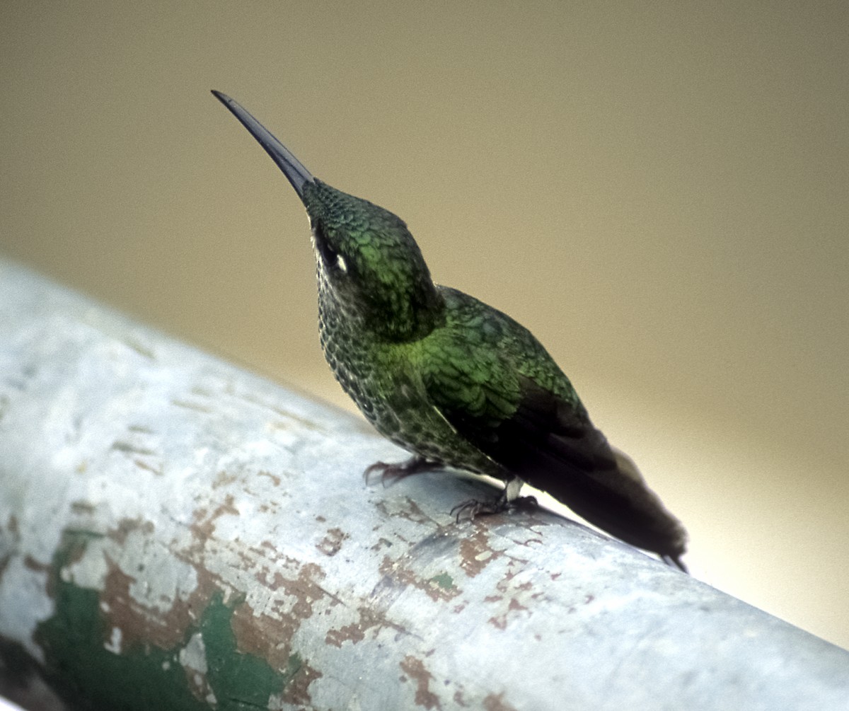 kolibřík fialovočelý - ML205149521