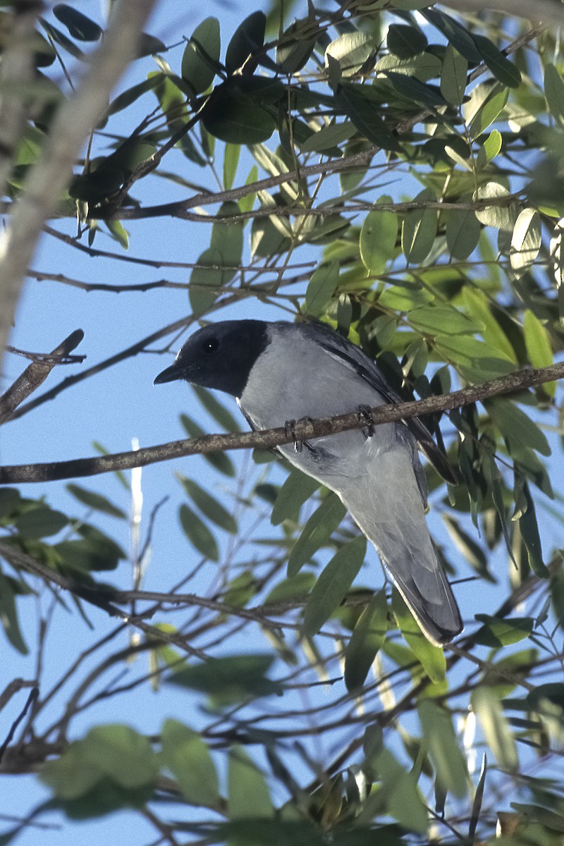 Madagascar Cuckooshrike - ML205149691