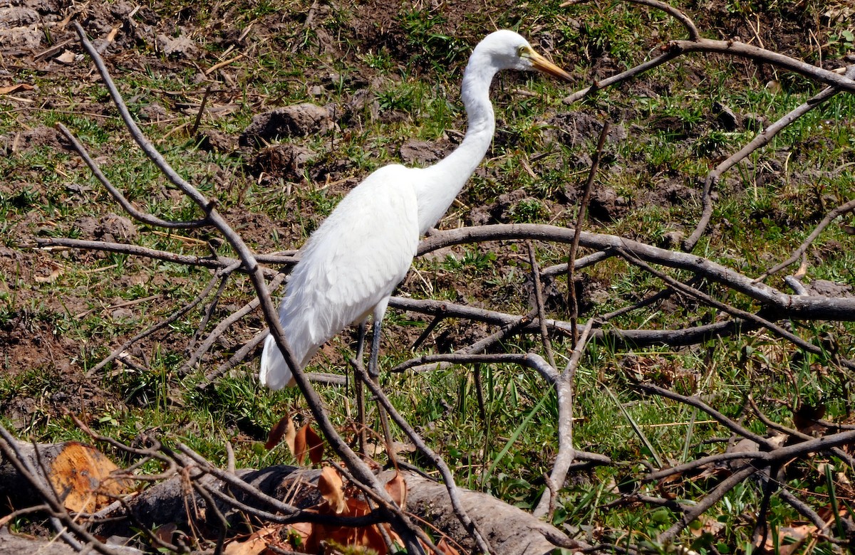 Yellow-billed Egret - ML205149771