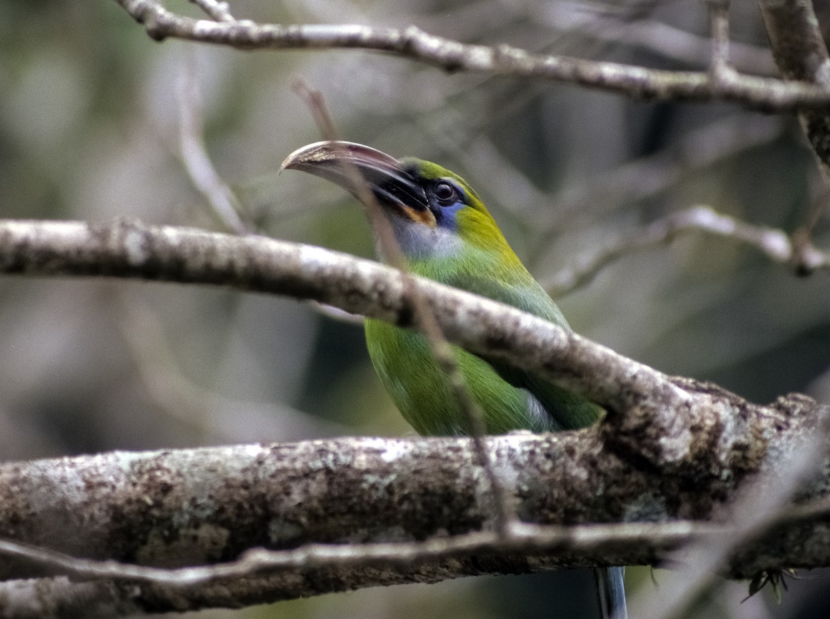 Groove-billed Toucanet (Groove-billed) - ML205149781