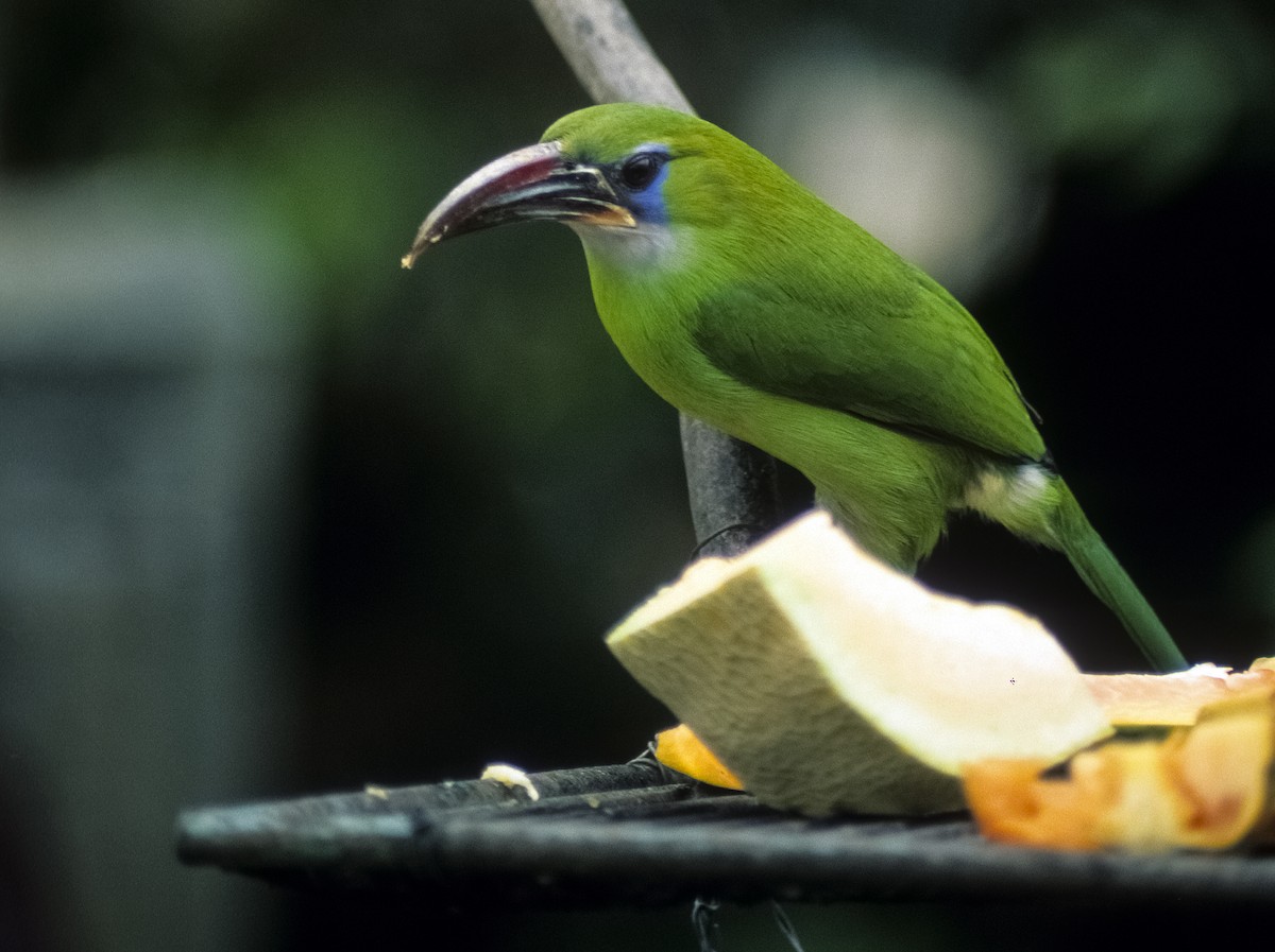 Toucanet à bec sillonné (sulcatus/erythrognathus) - ML205149791