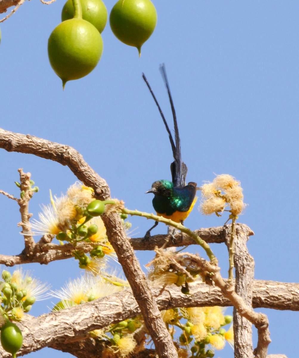 Pygmy Sunbird - Josep del Hoyo