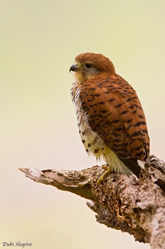 Mauritius Kestrel - ML205150281