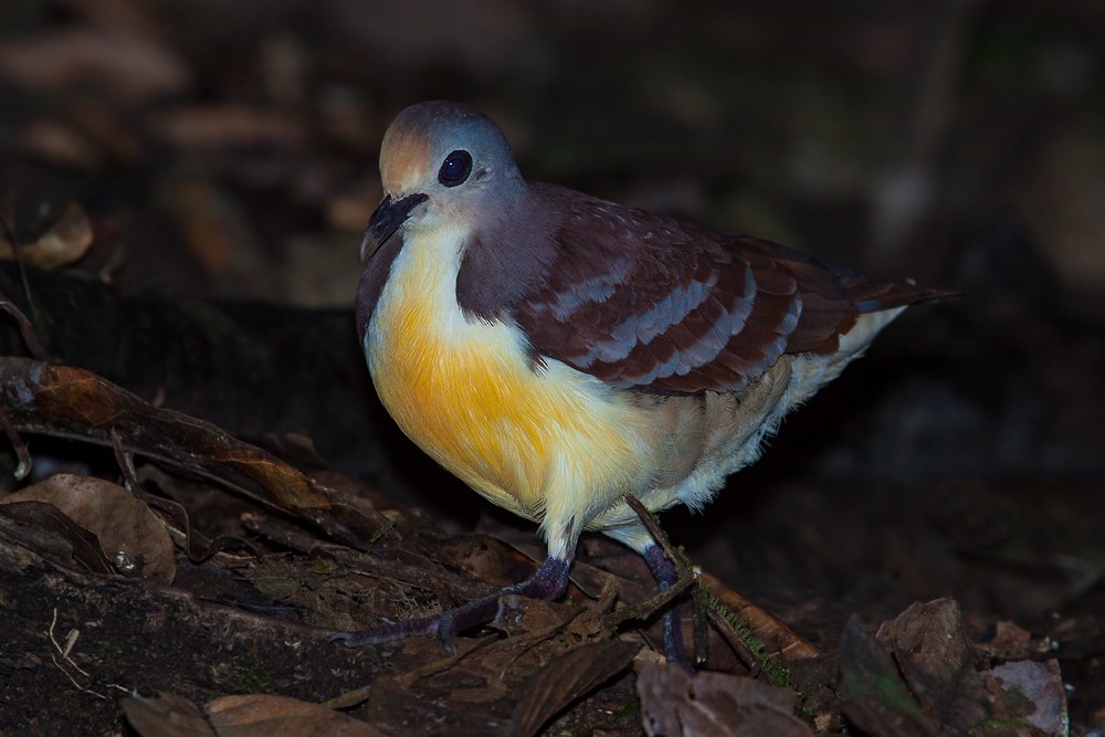 Cinnamon Ground Dove - ML205150331